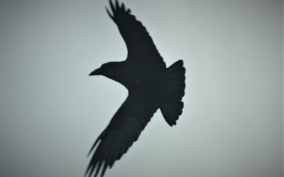 A Bird for Halloween – The Raven
