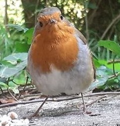 The Birds of Rathfarnham Castle – The Robin
